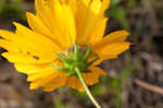 Largeflower tickseed